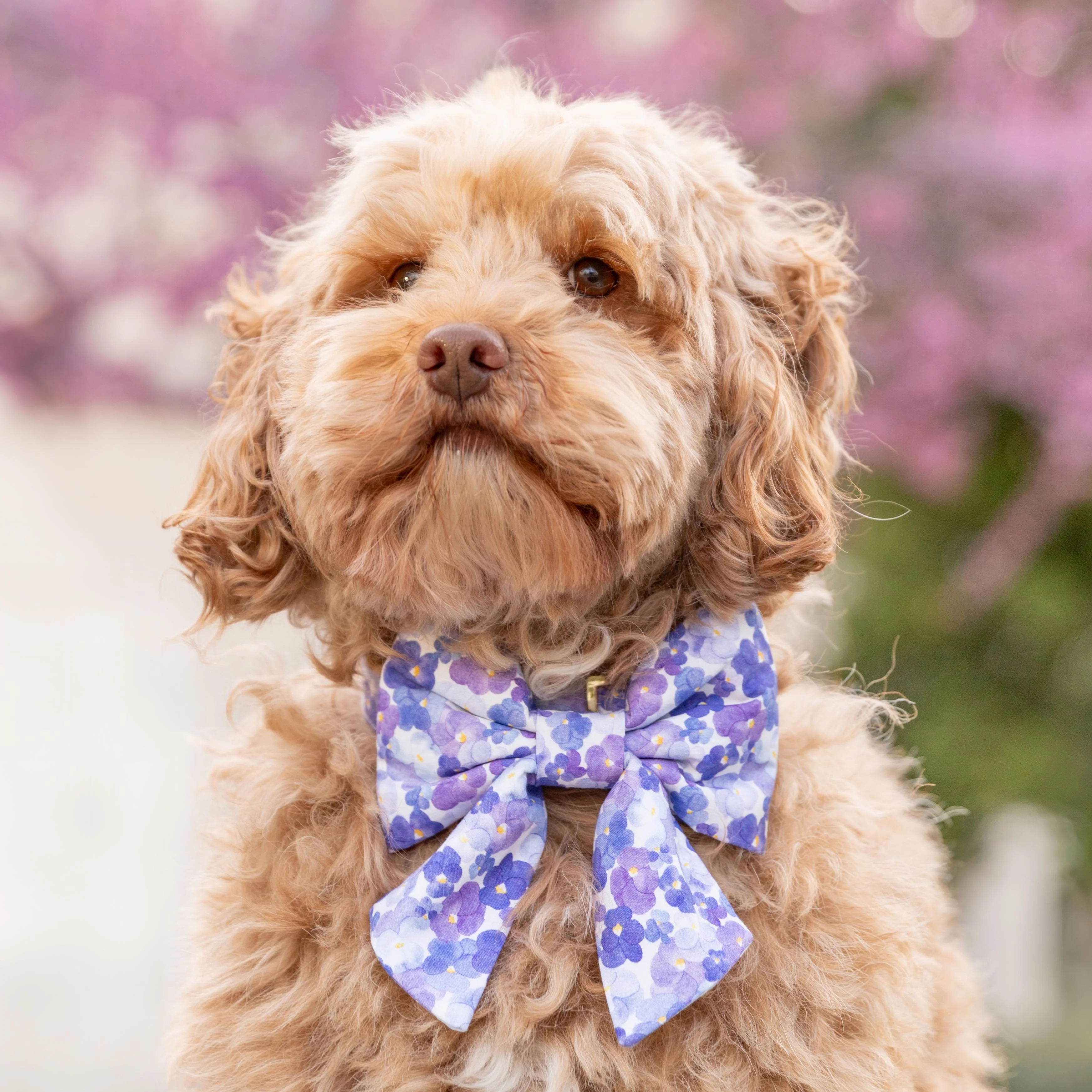 Pressed Pansies Lady Dog Bow - Image 6