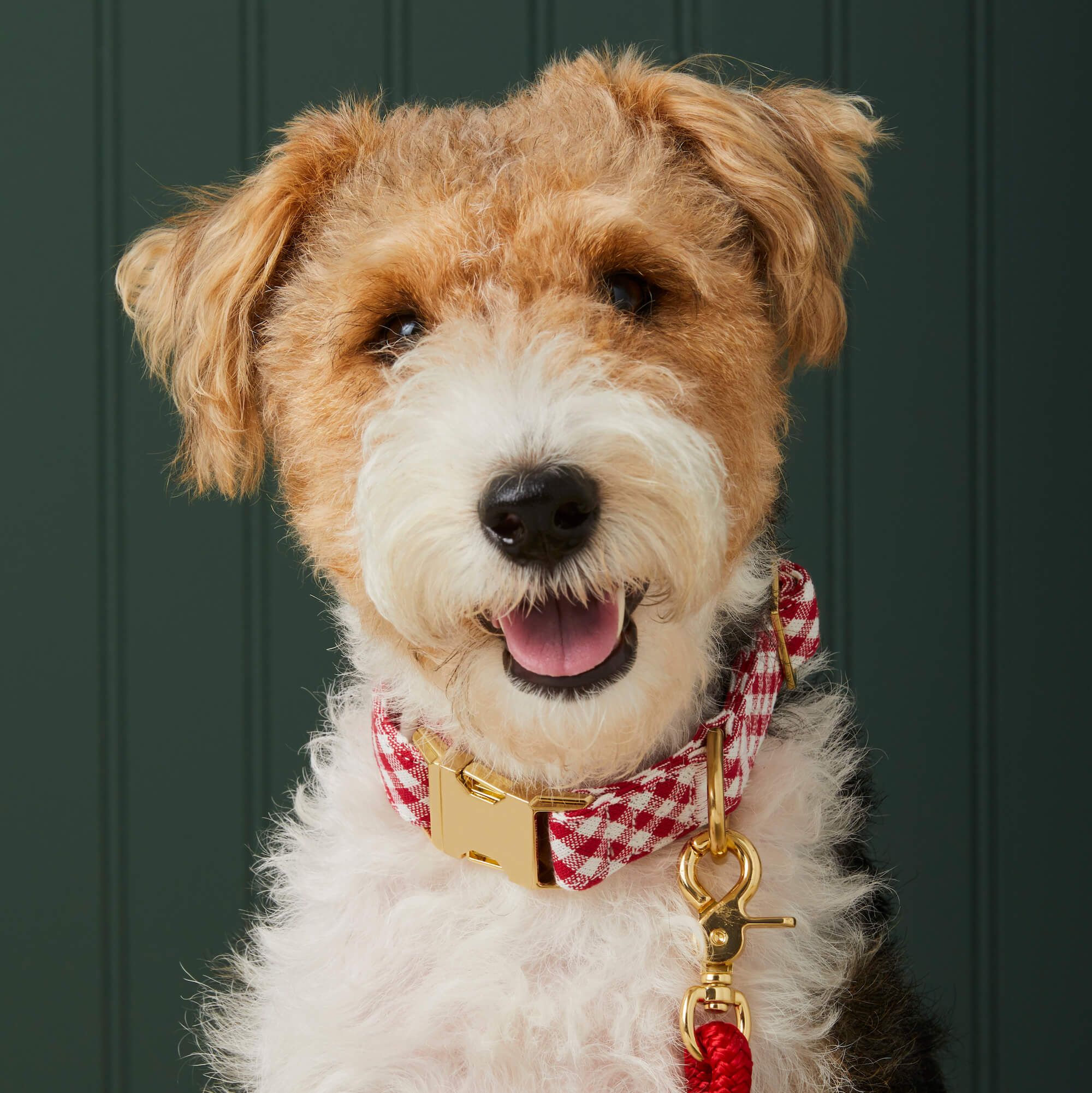 Red Gingham Collar Walk Set - Image 5