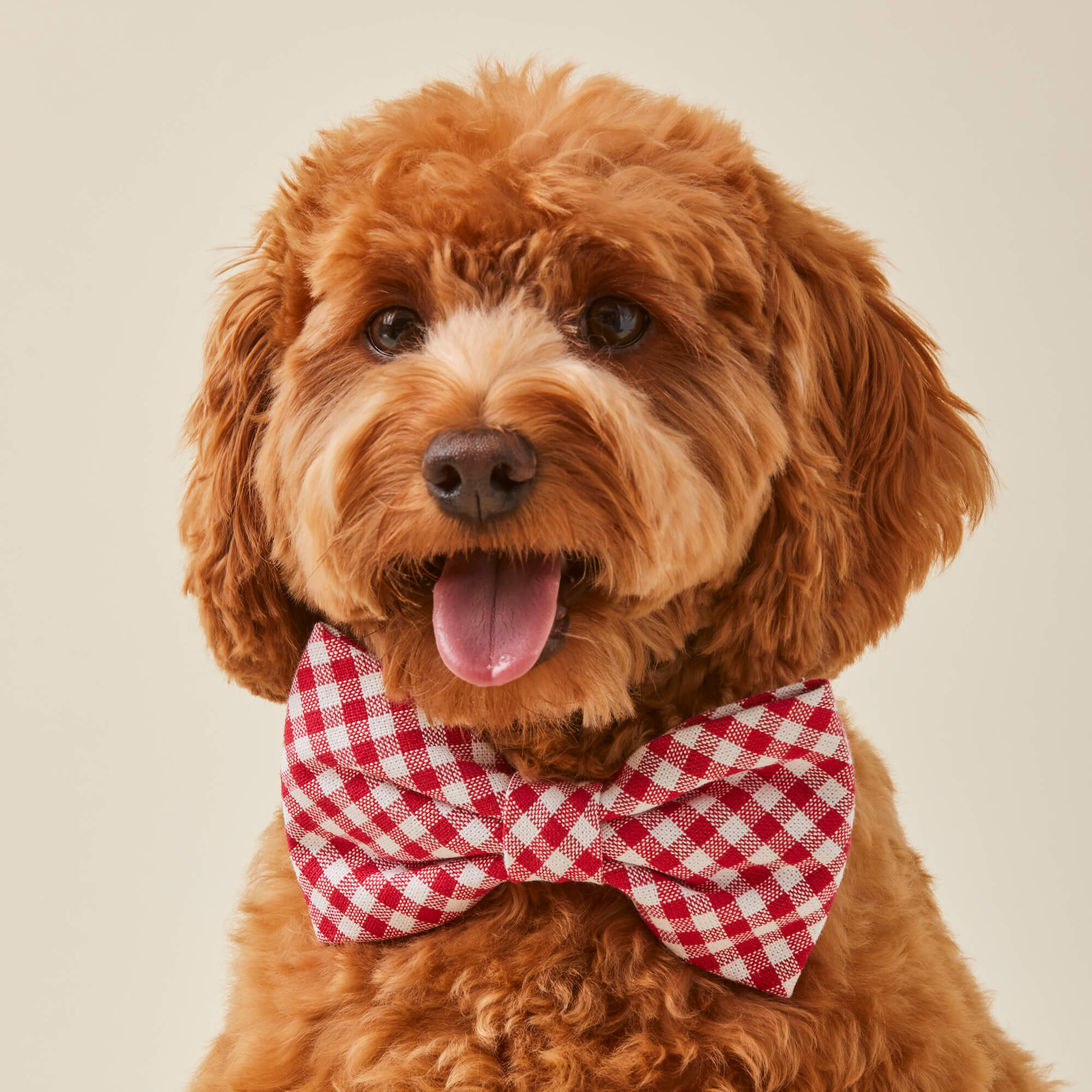 Red Gingham Dog Bow Tie - Image 3