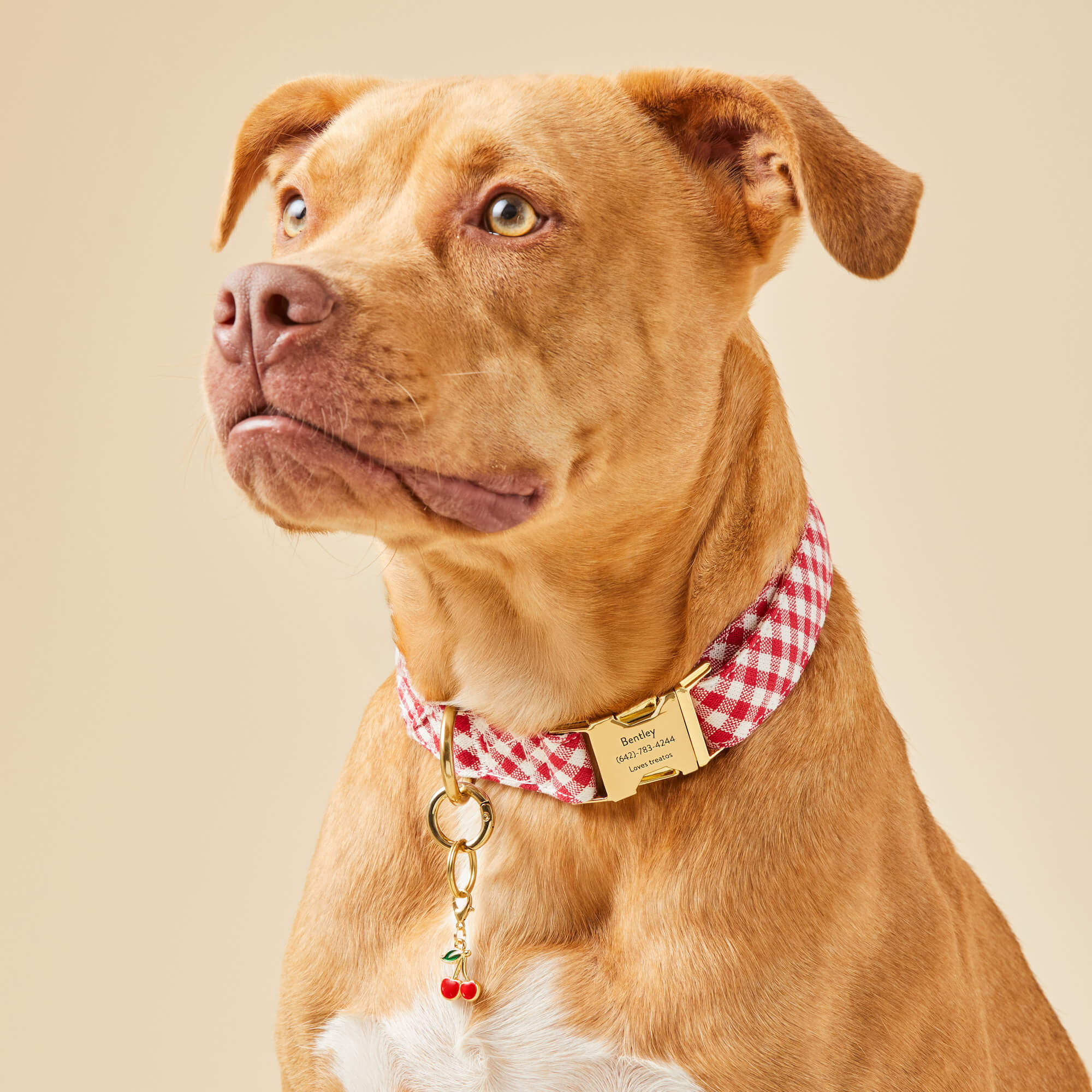 Red Gingham Dog Collar - Image 5