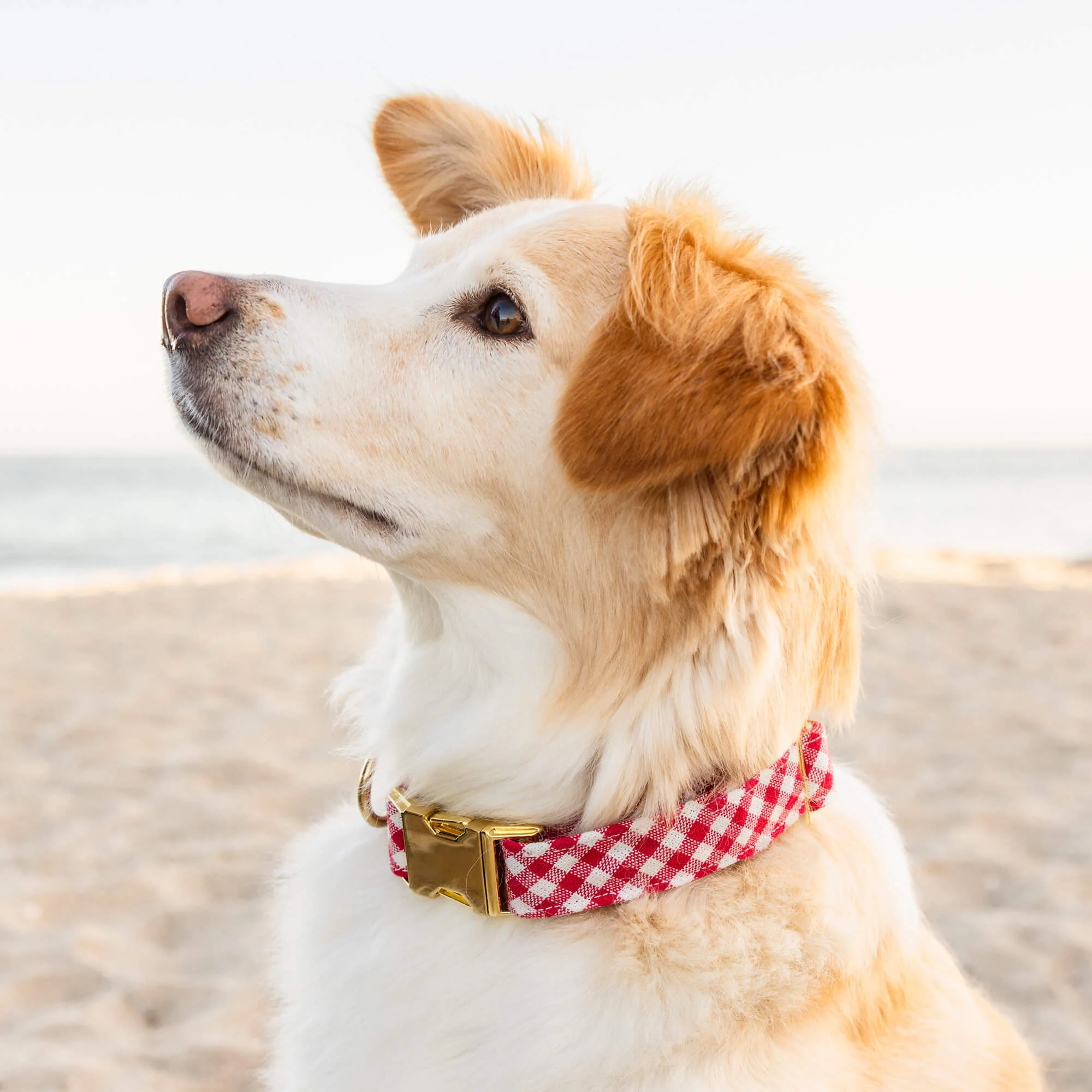 Red Gingham Dog Collar - Image 6