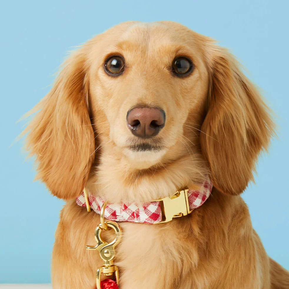 Red Gingham Dog Collar - Image 8