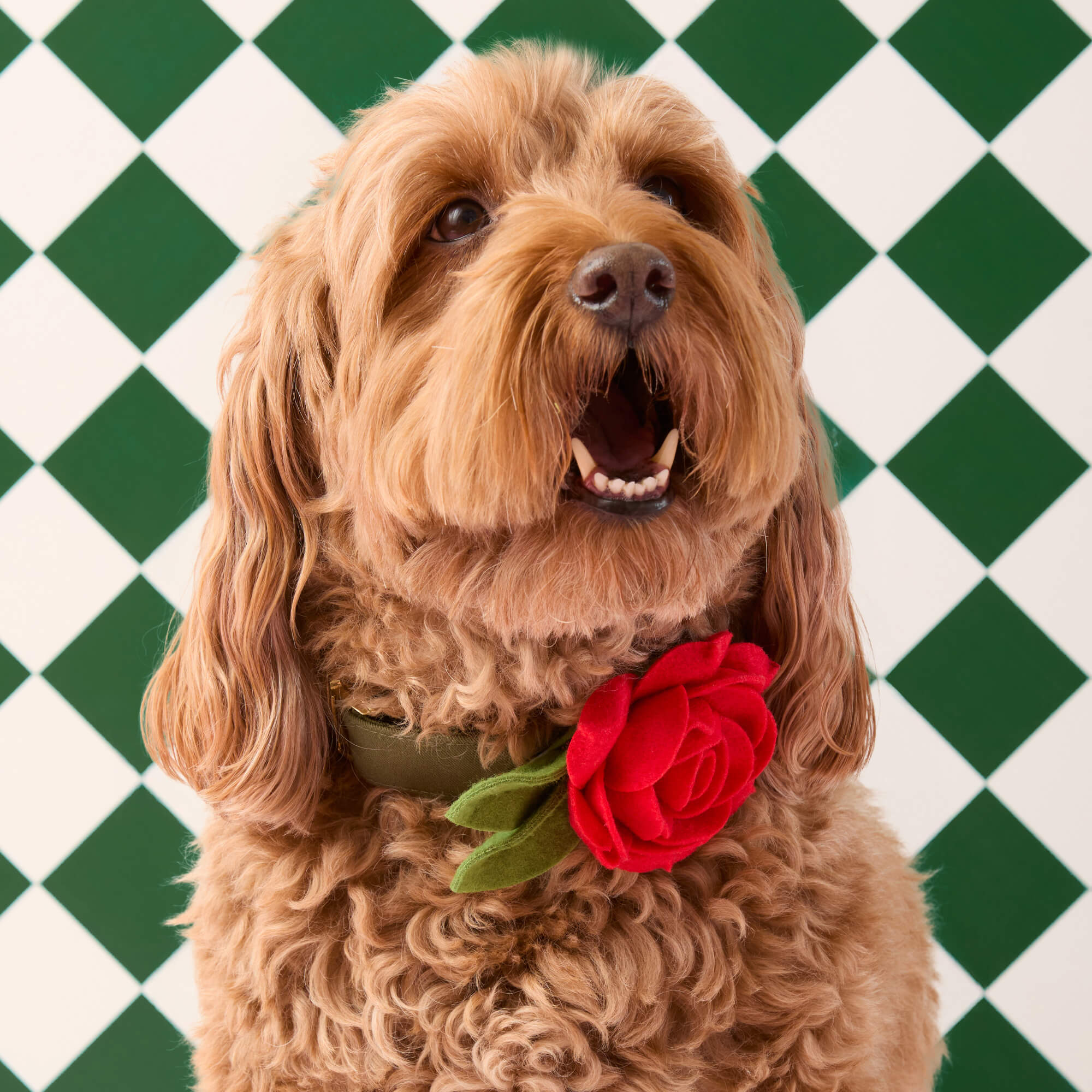 Red Rose Dog Collar Flower Set - Image 4
