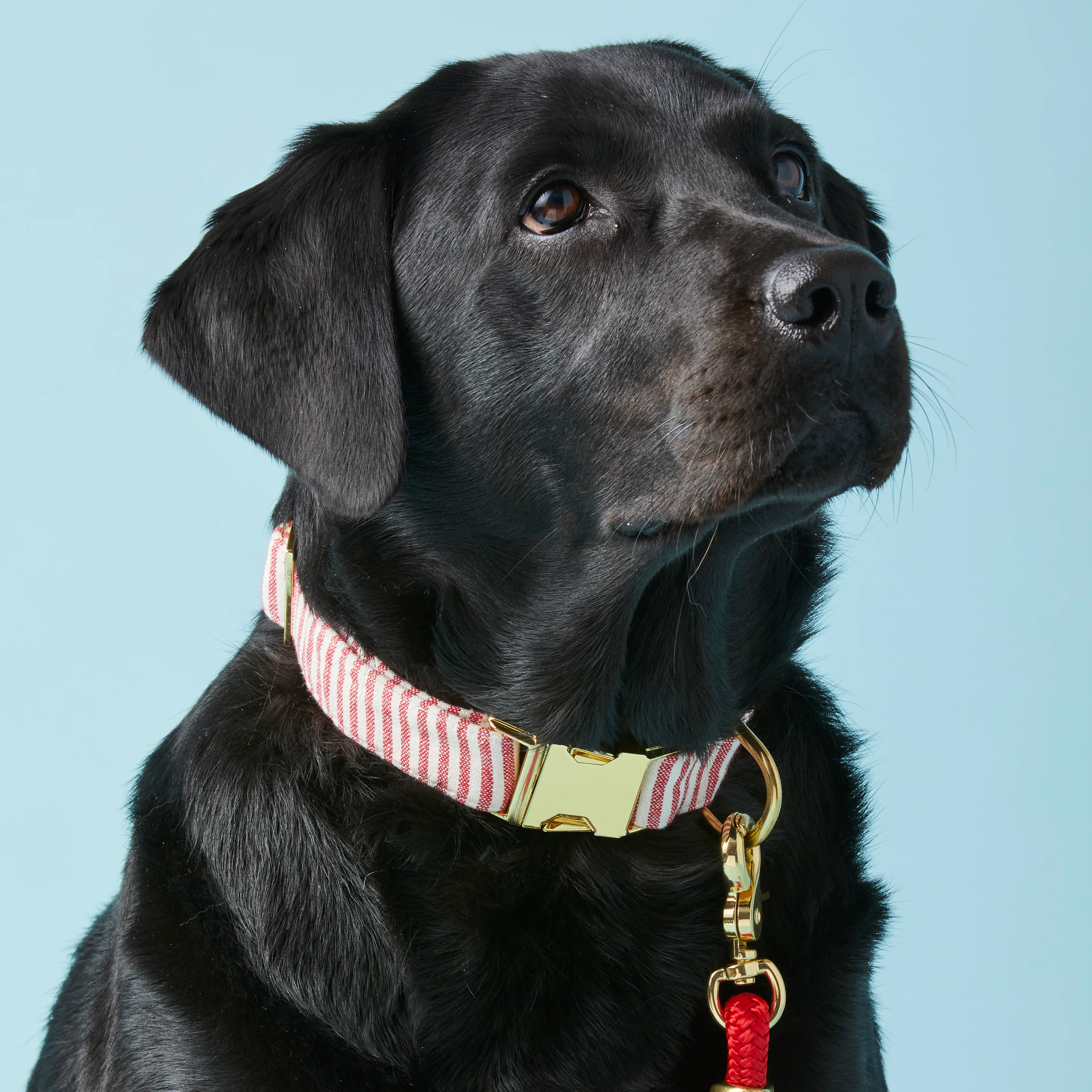 Red Stripe Collar Walk Set - Image 4