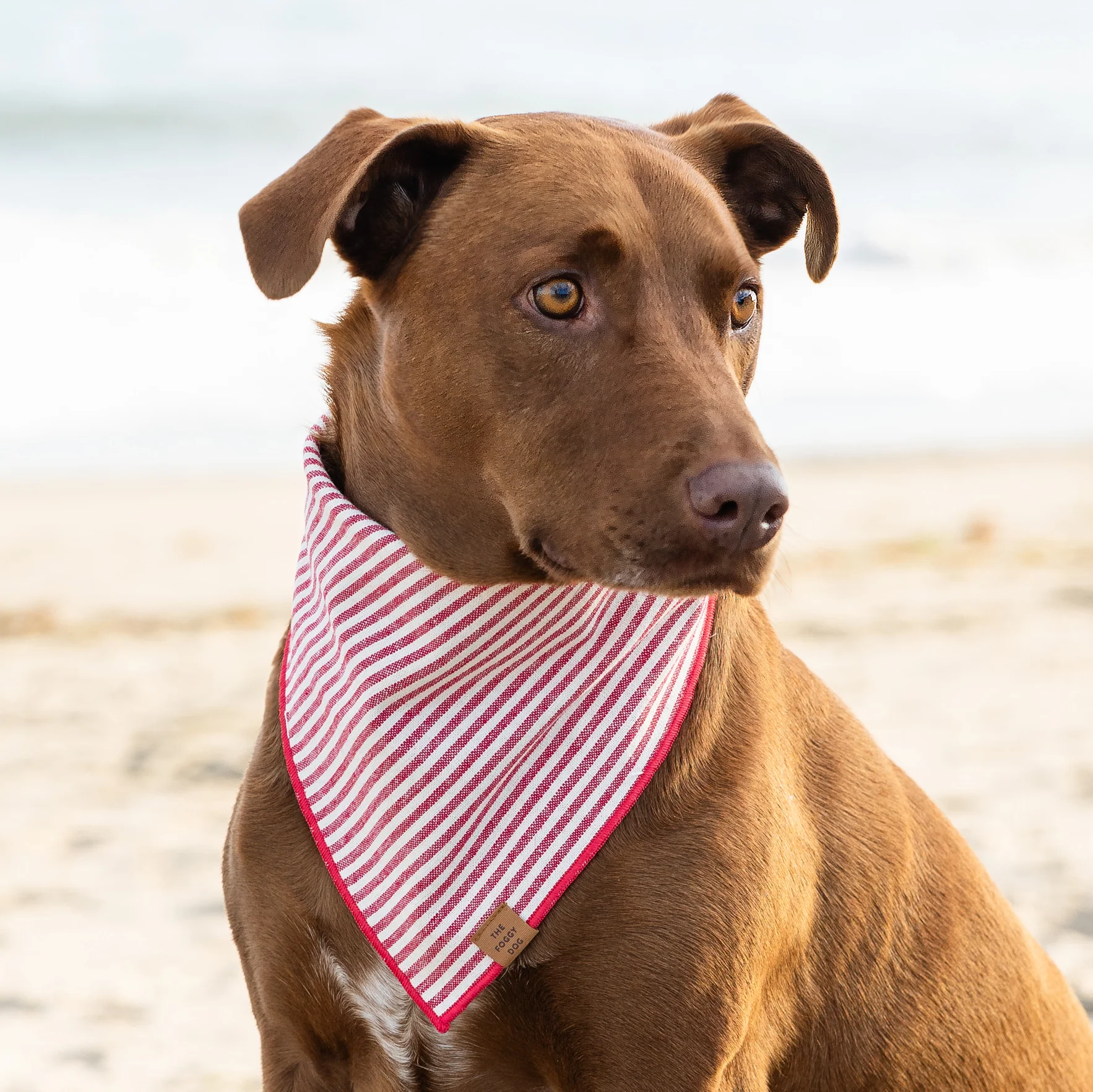 Red Stripe Dog Bandana - Image 6