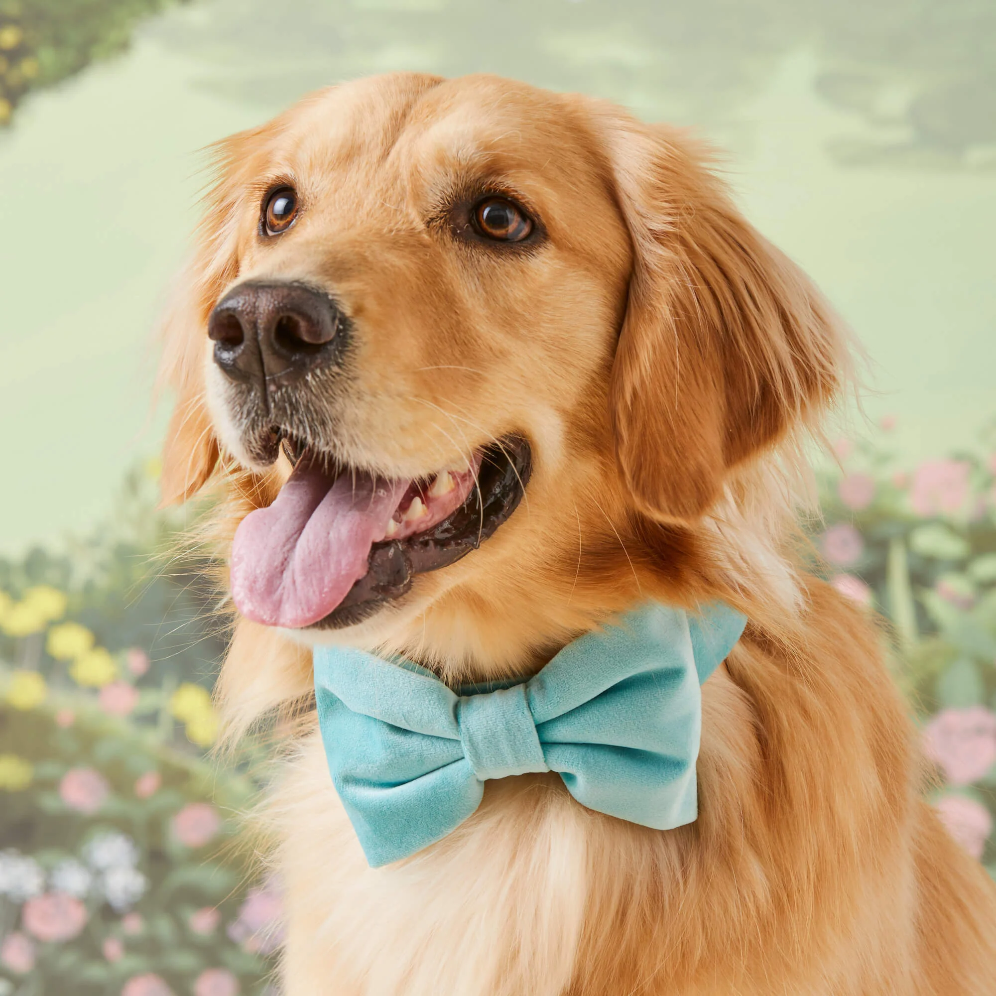 Robin’s Egg Velvet Bow Tie Collar - Image 4