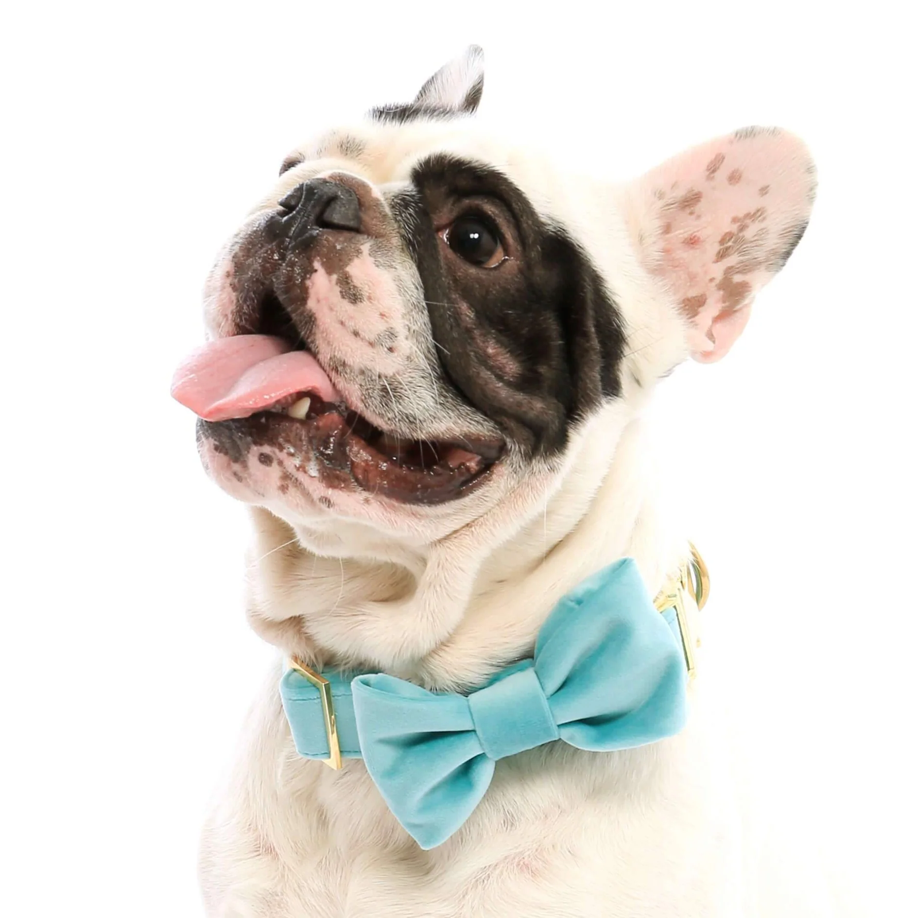 Robin’s Egg Velvet Bow Tie Collar - Image 5