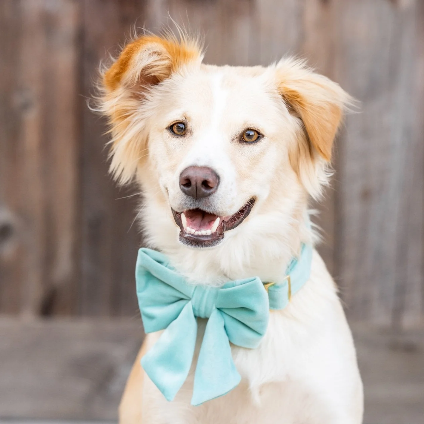 Robin’s Egg Velvet Lady Dog Bow - Image 4