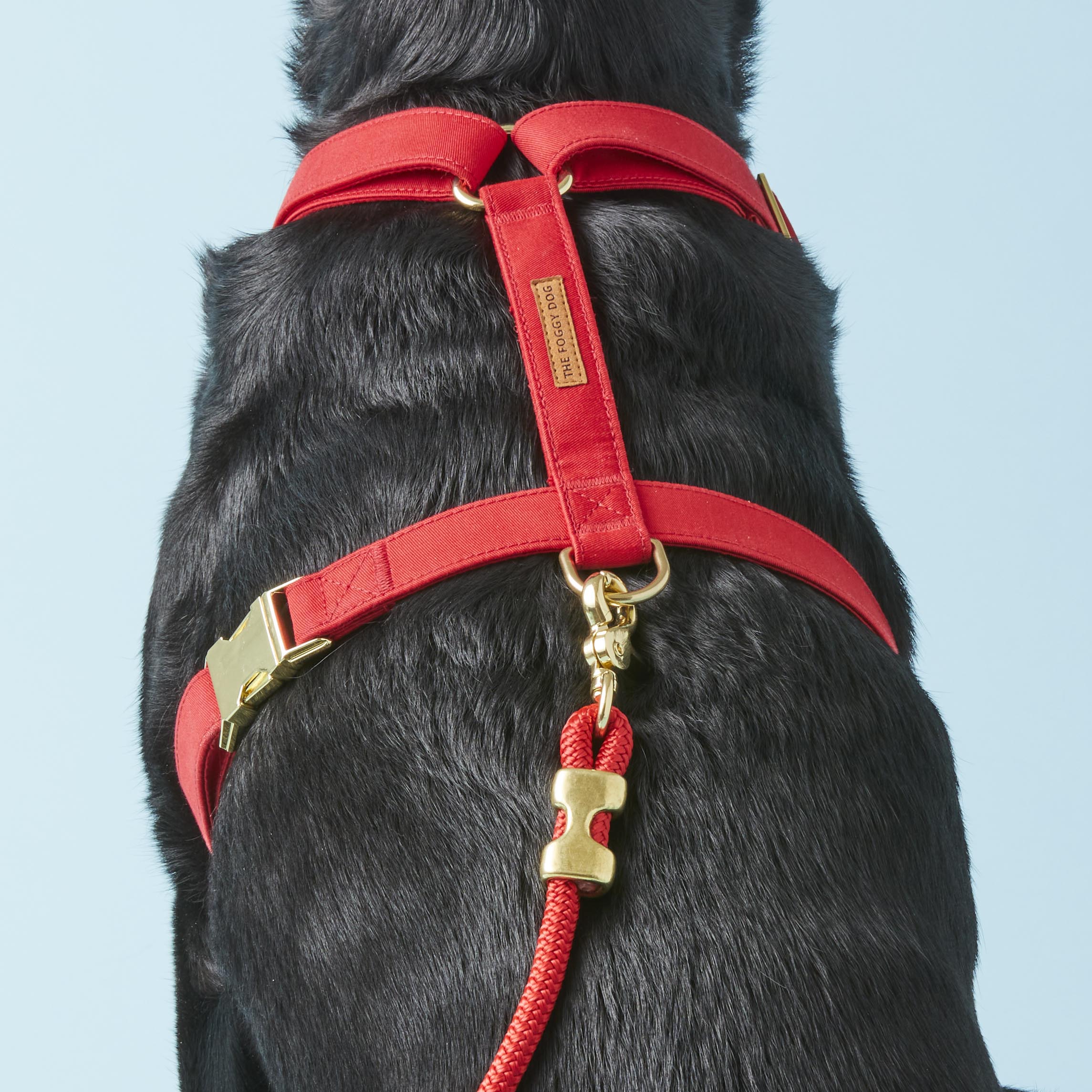 Ruby Harness Walk Set - Image 5