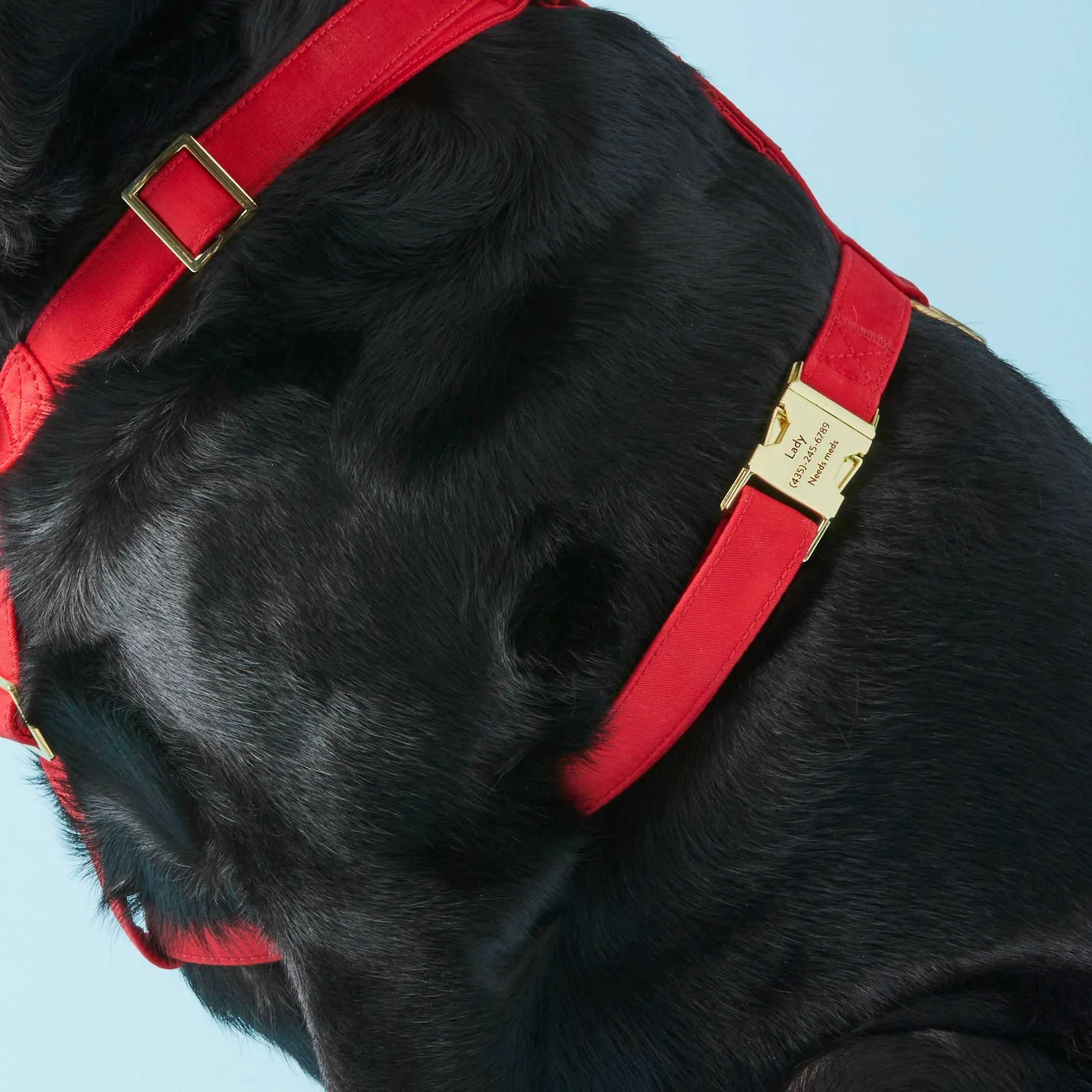 Ruby Harness Walk Set - Image 6