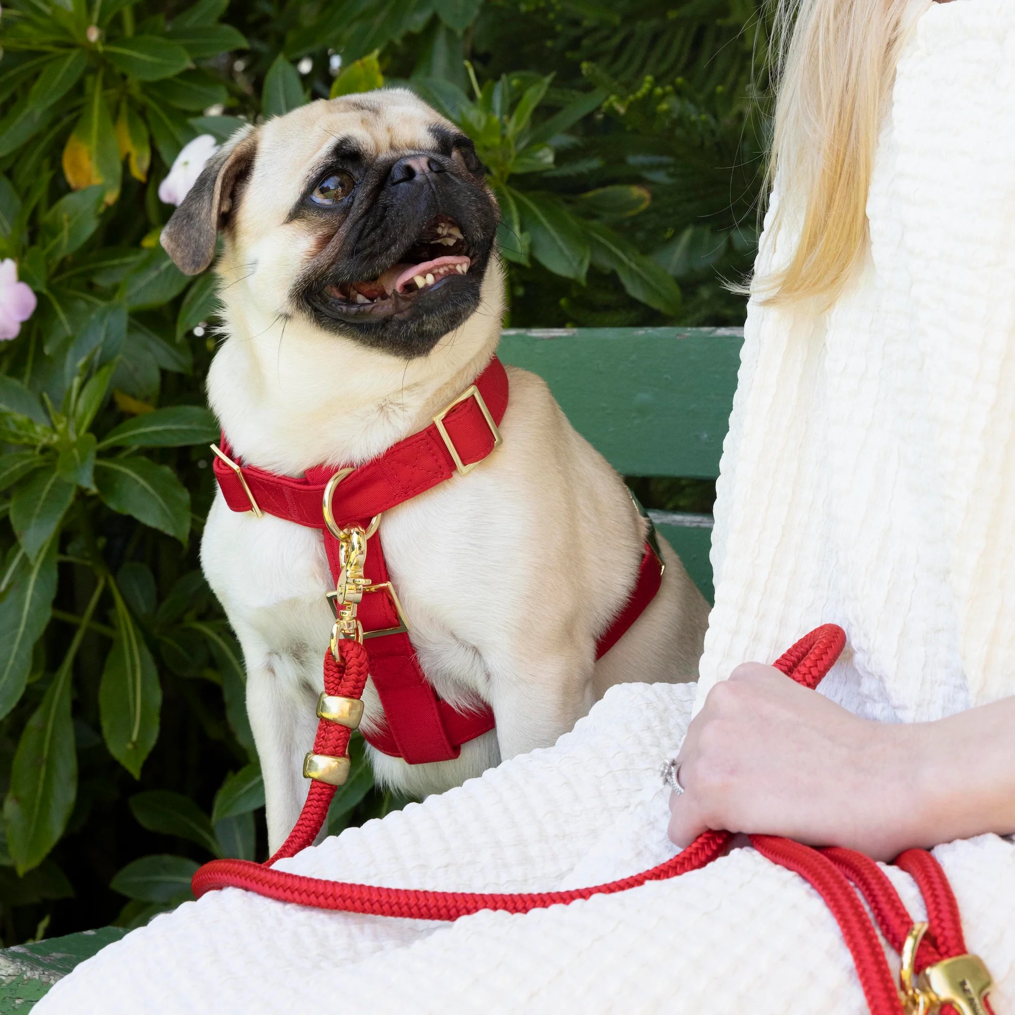 Ruby Harness Walk Set - Image 7