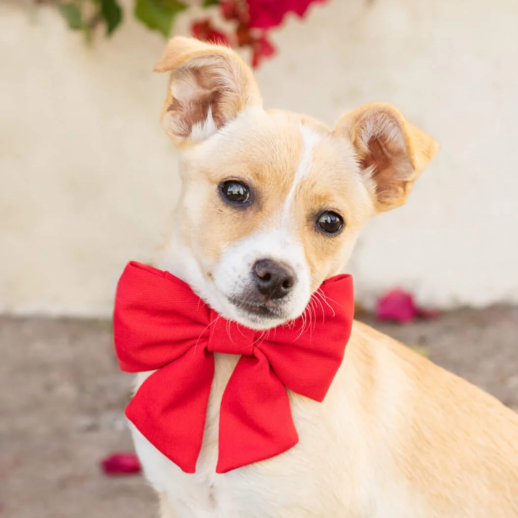 Ruby Lady Bow Collar - Image 5