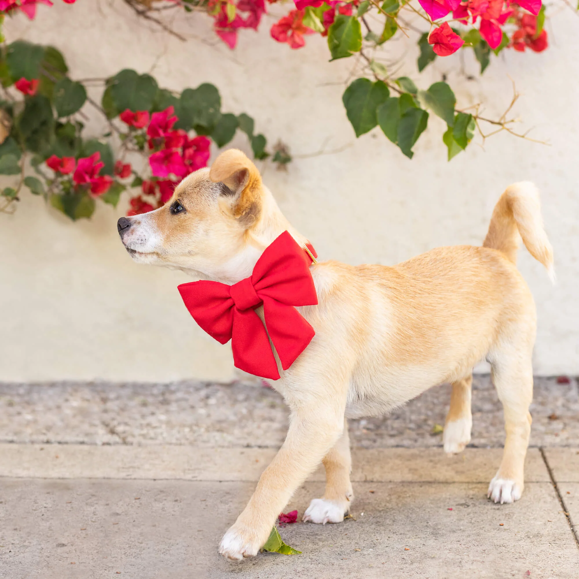 Ruby Lady Bow Collar - Image 7