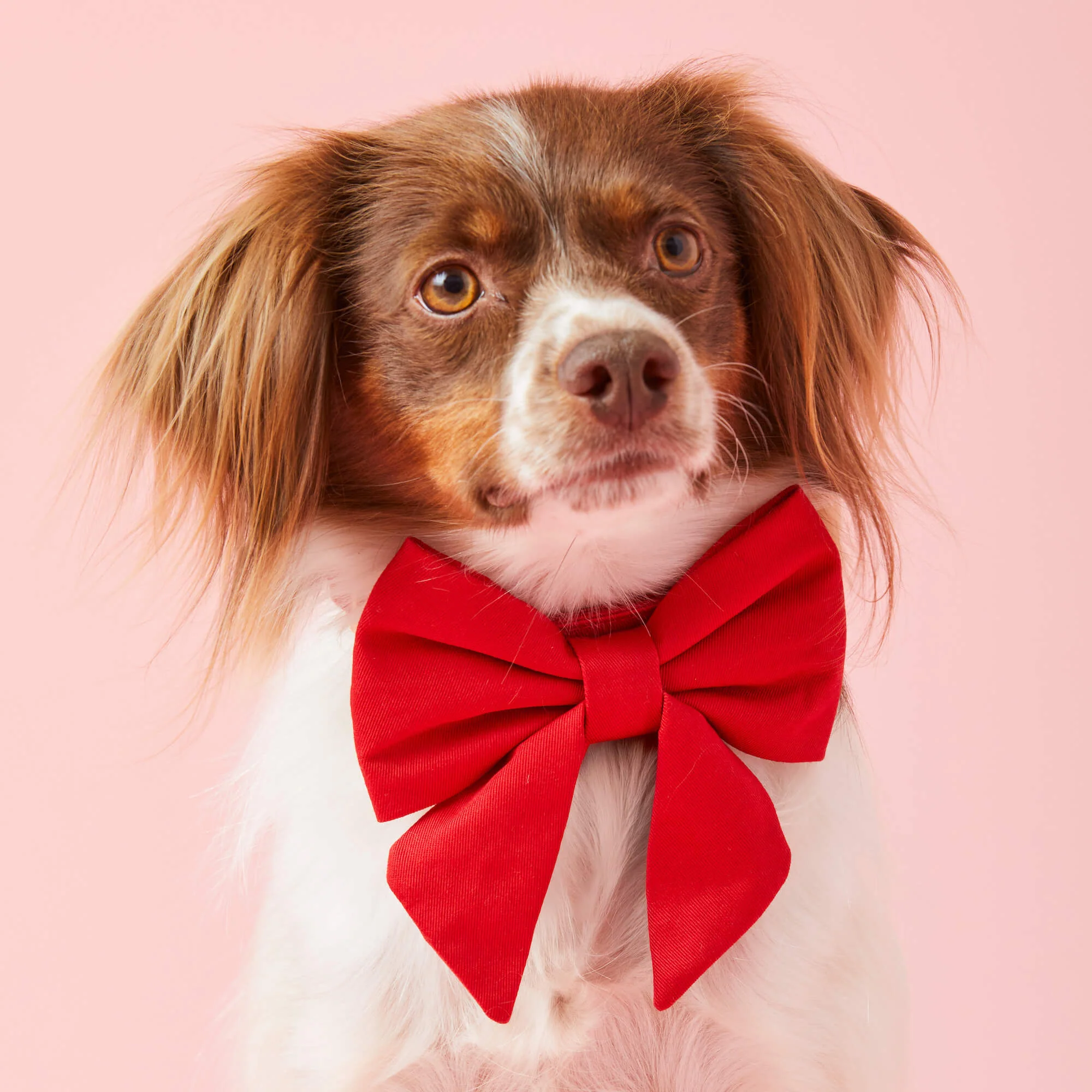 Ruby Lady Dog Bow - Image 4