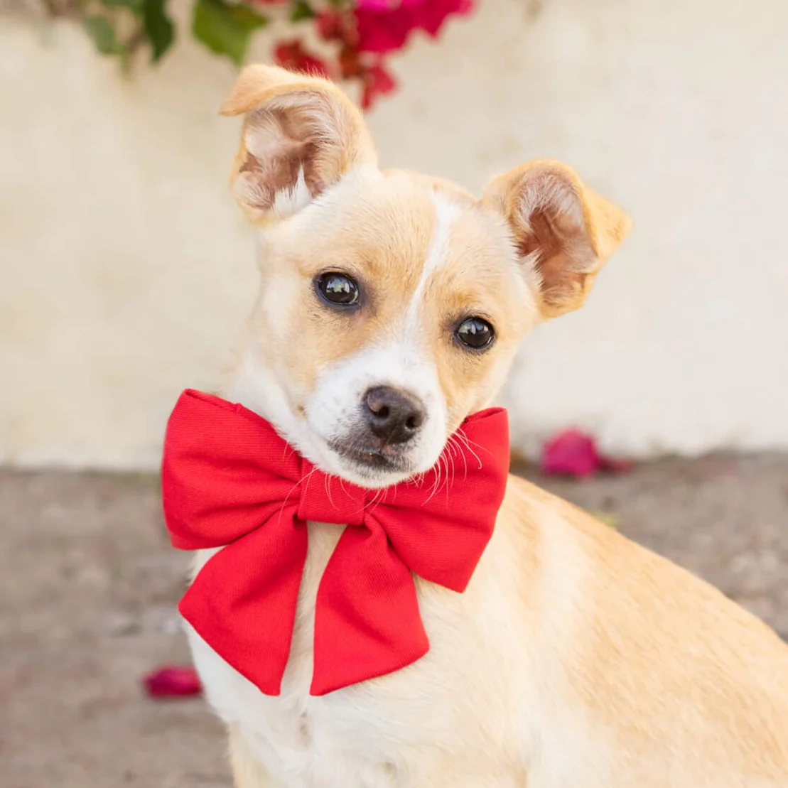 Ruby Lady Dog Bow - Image 5