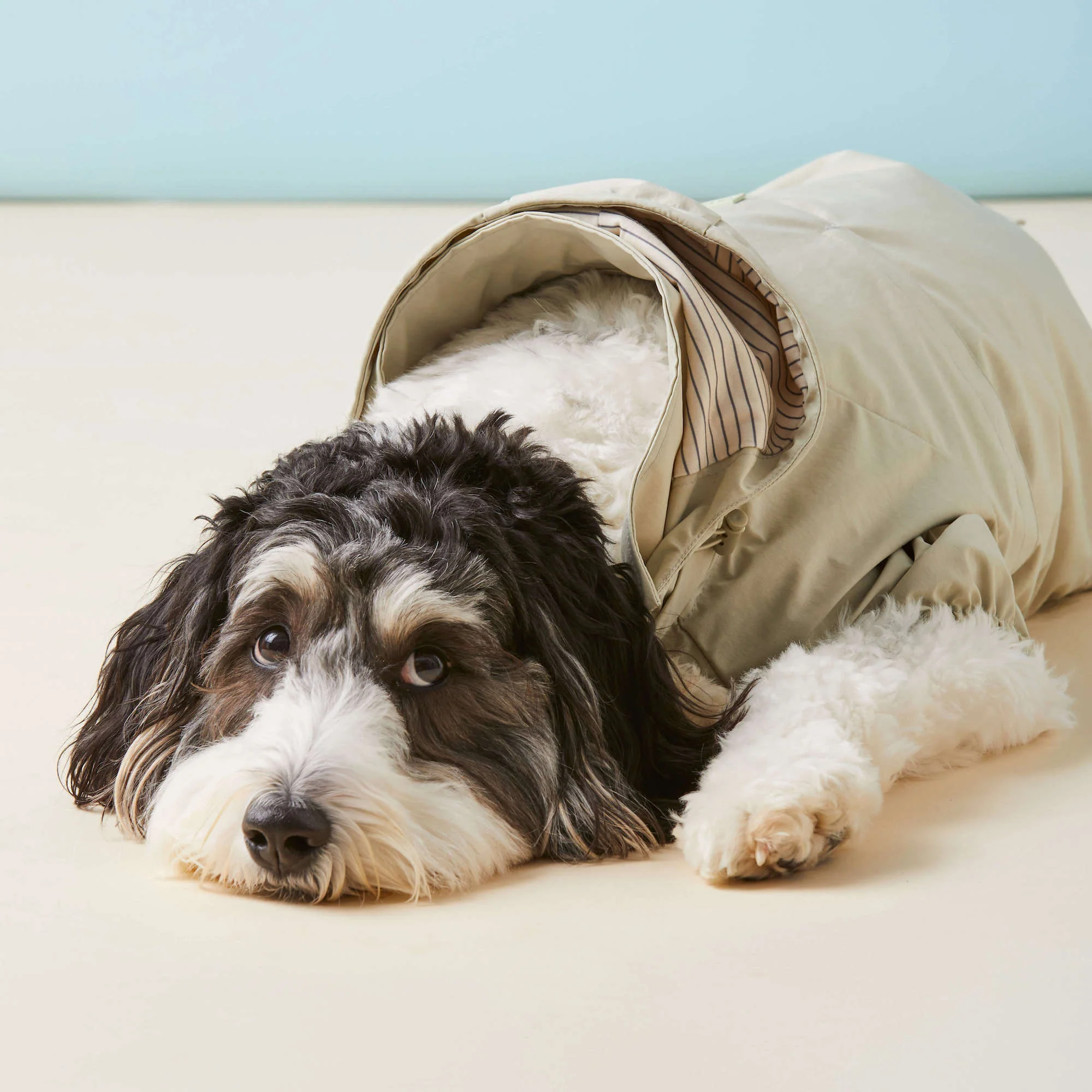 Sage Dog Raincoat - Image 10