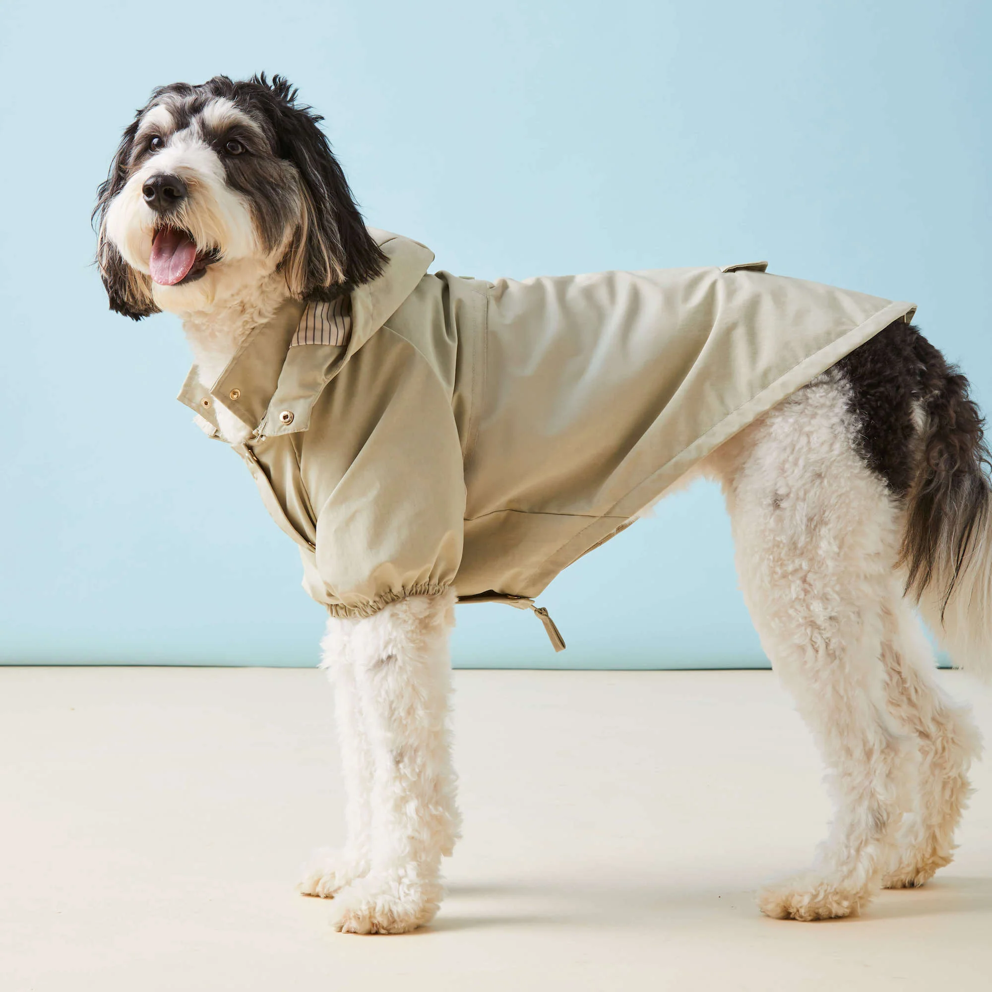 Sage Dog Raincoat - Image 3