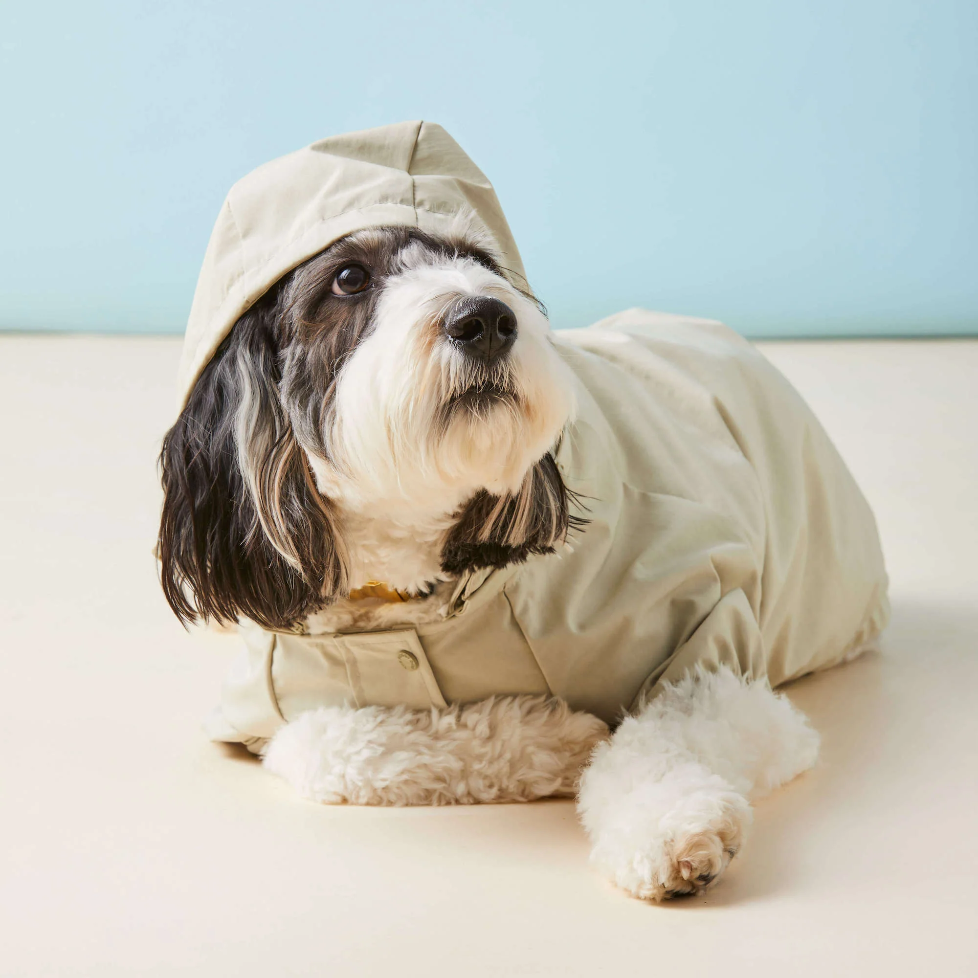 Sage Dog Raincoat - Image 9