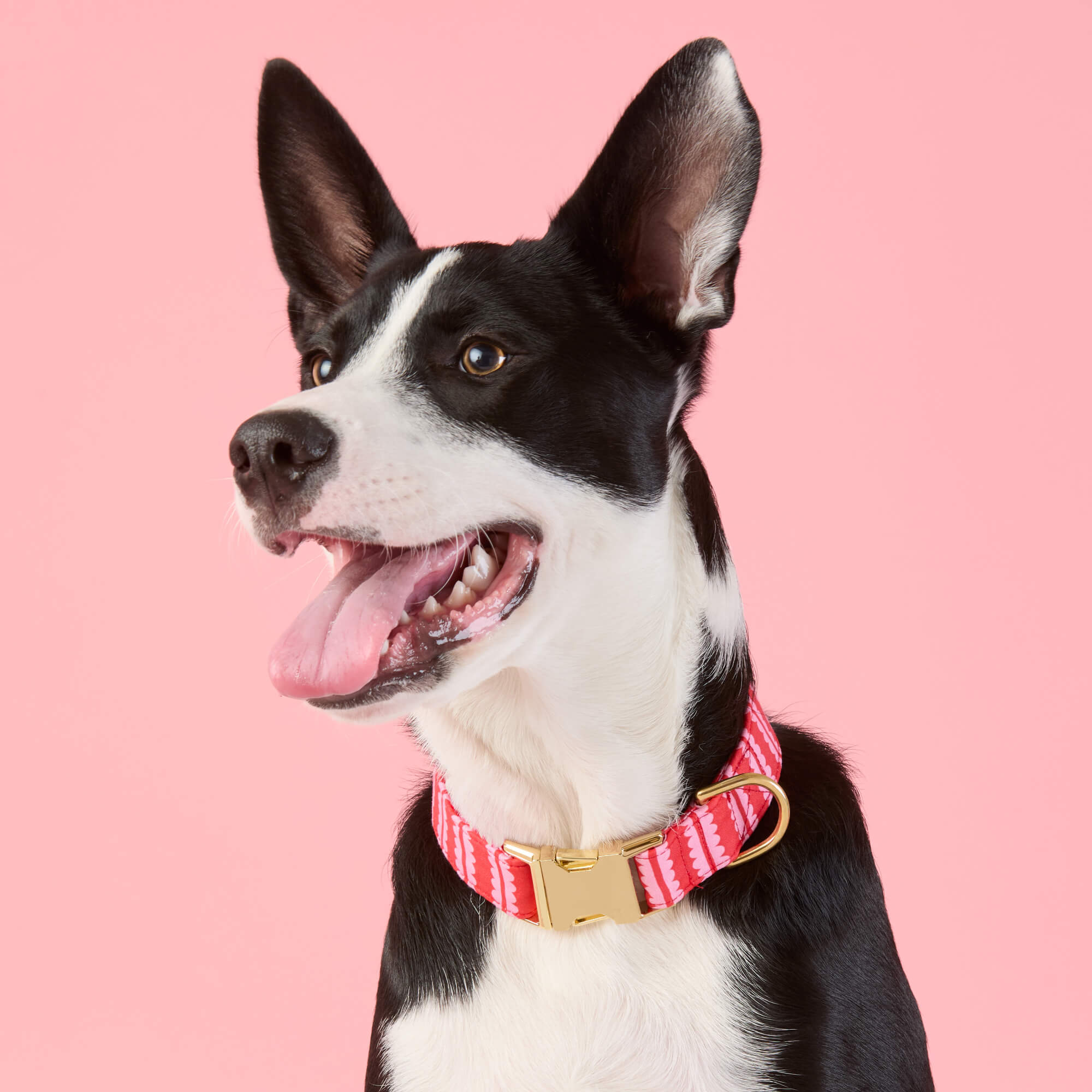 Scallop Stripe Dog Collar - Image 5