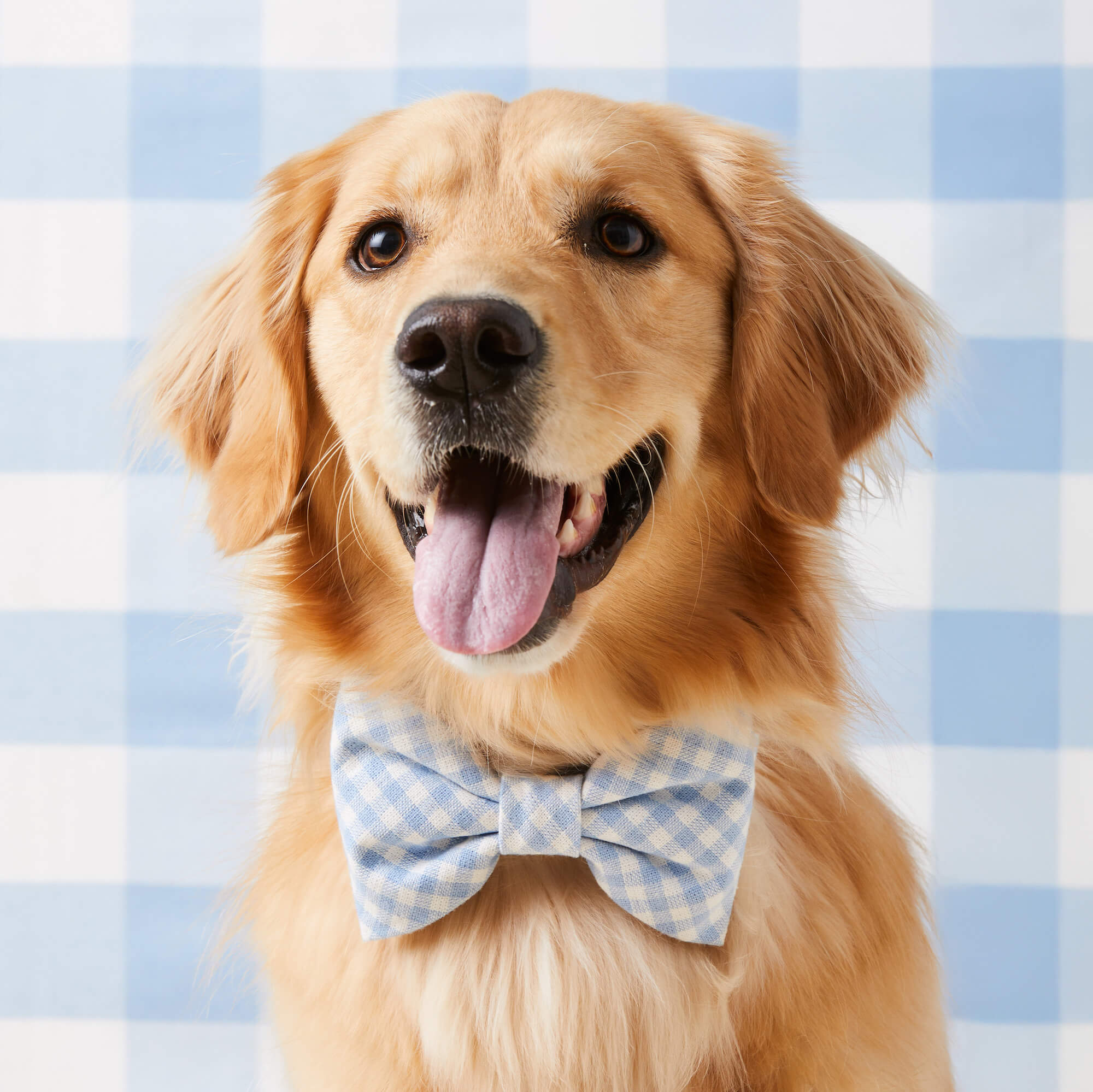 Sky Blue Gingham Bow Tie Collar - Image 4