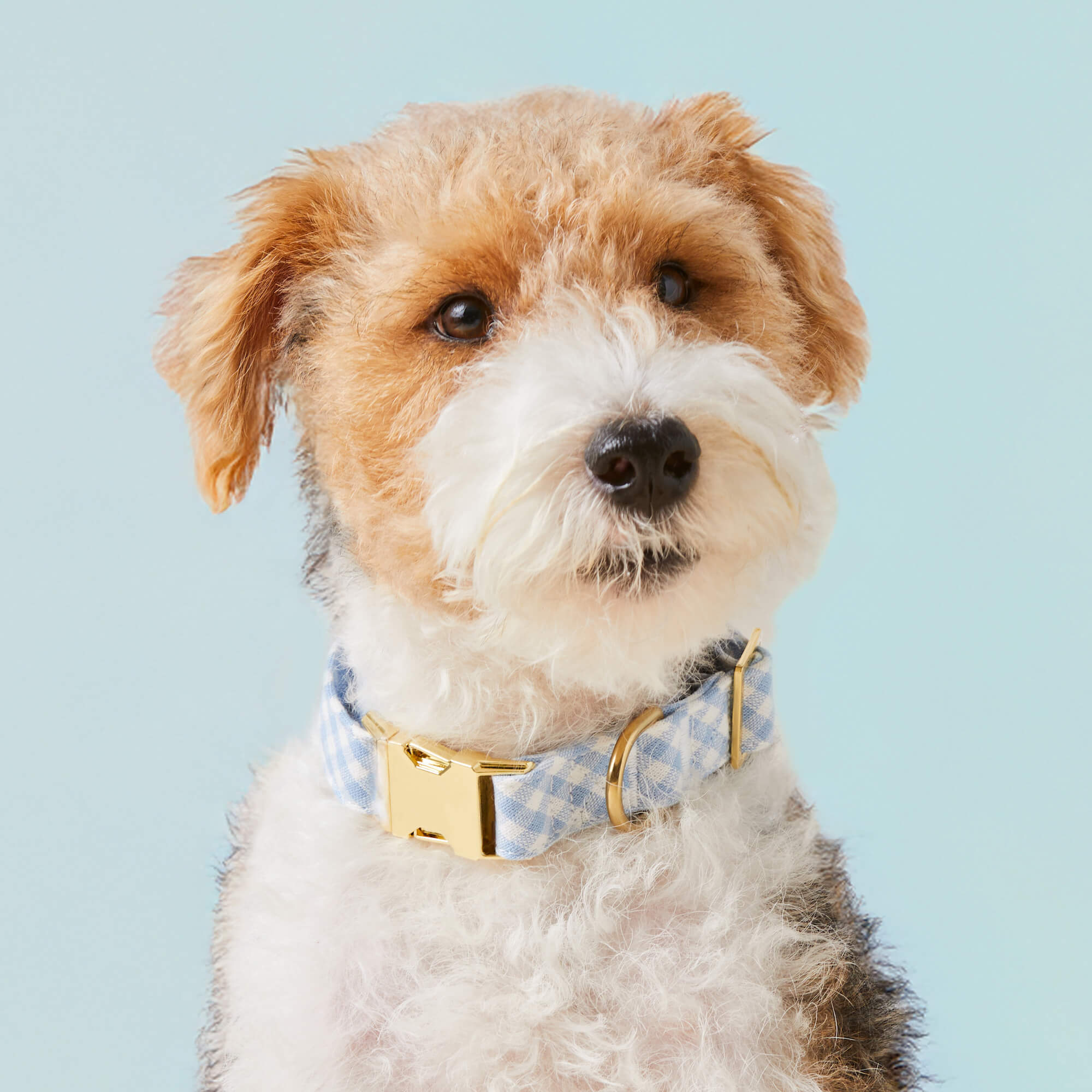Sky Blue Gingham Dog Collar - Image 5