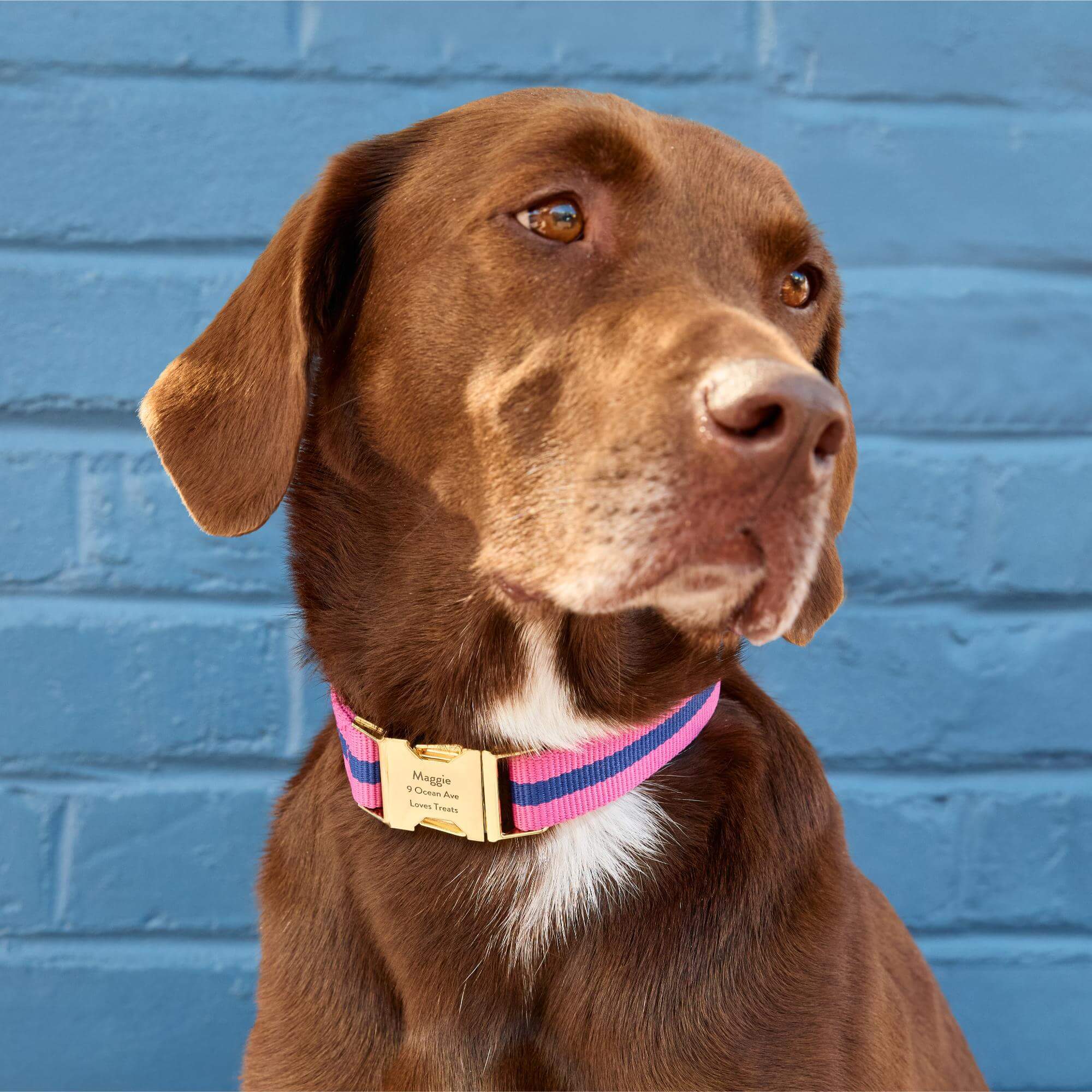 Sloane Striped Webbing Dog Collar - Image 5