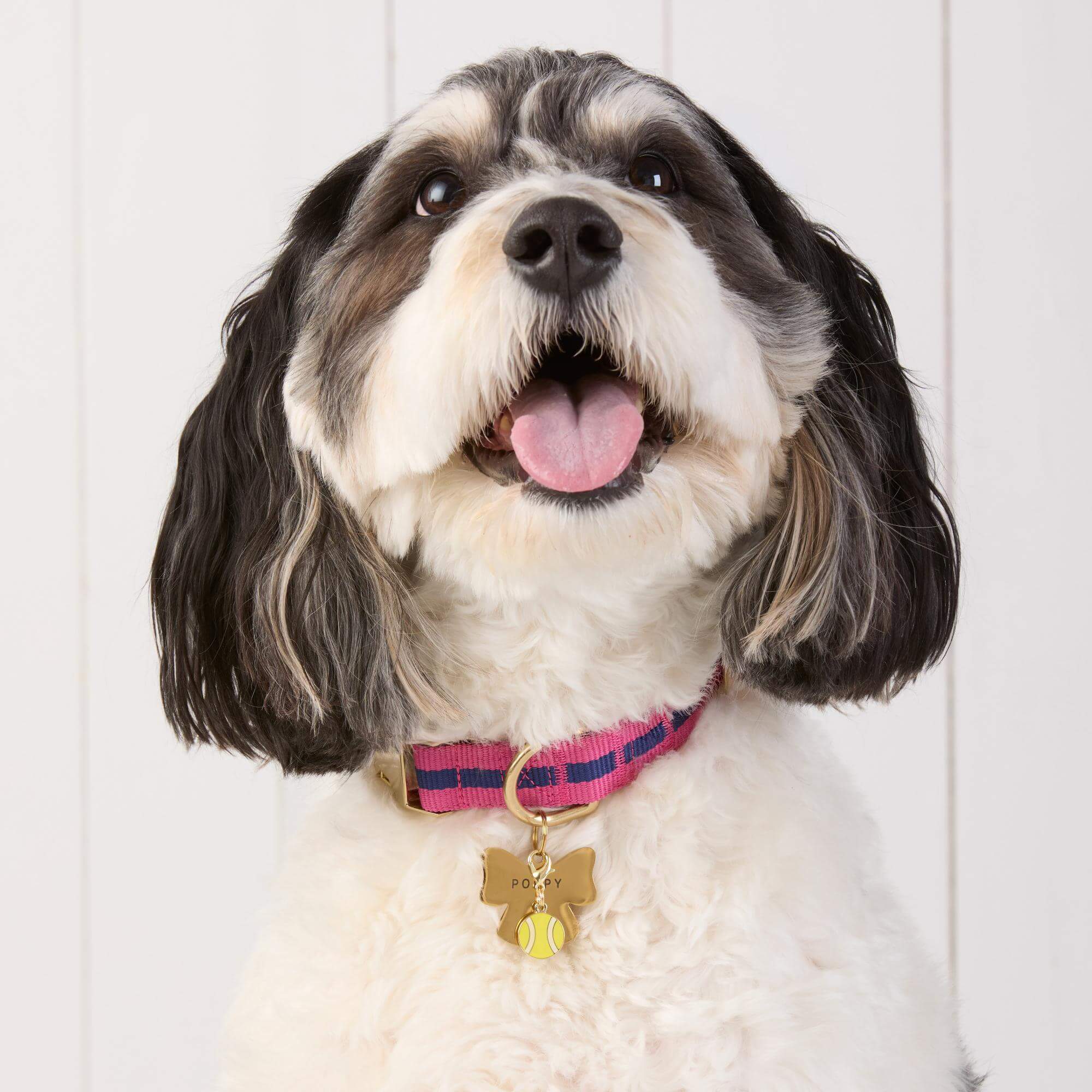 Sloane Striped Webbing Dog Collar - Image 7