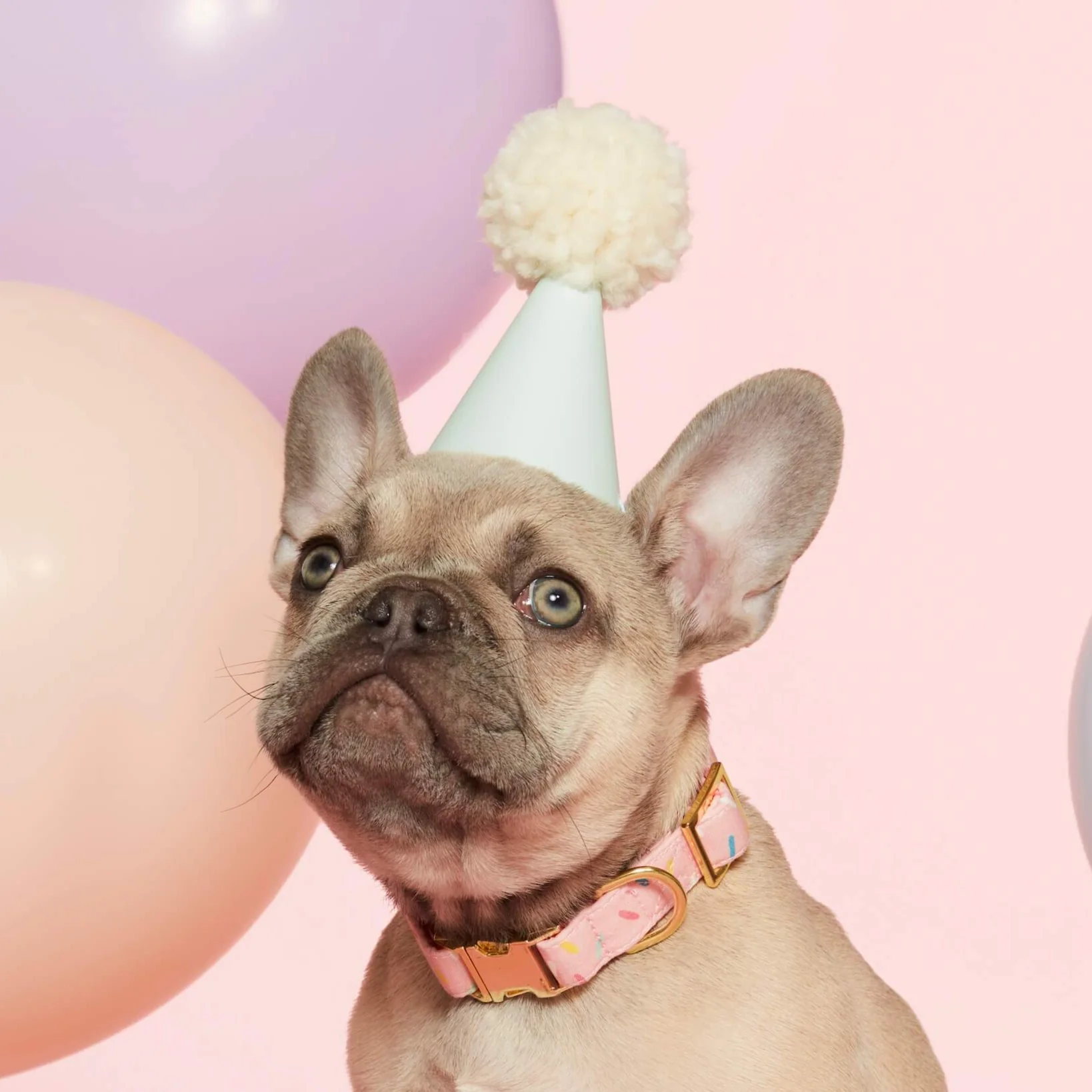 Sprinkles Dog Collar - Image 4