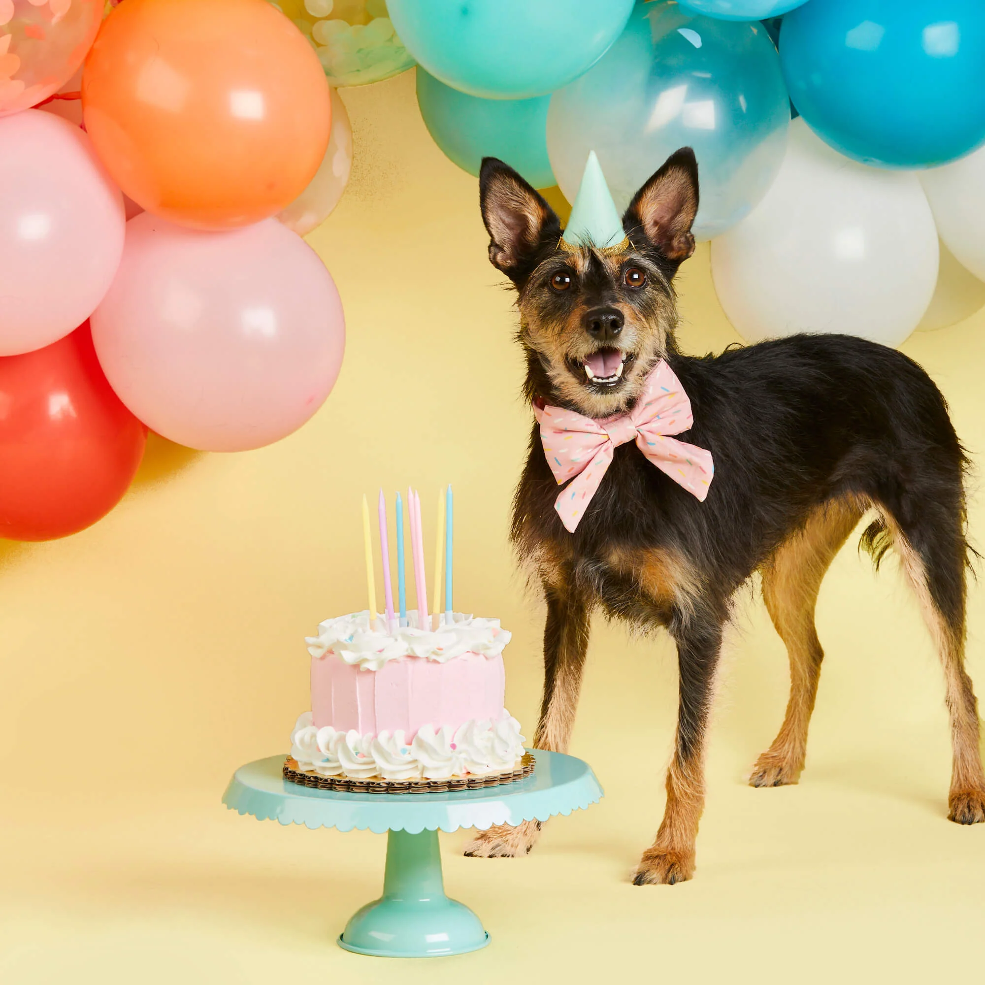 Sprinkles Lady Dog Bow - Image 4