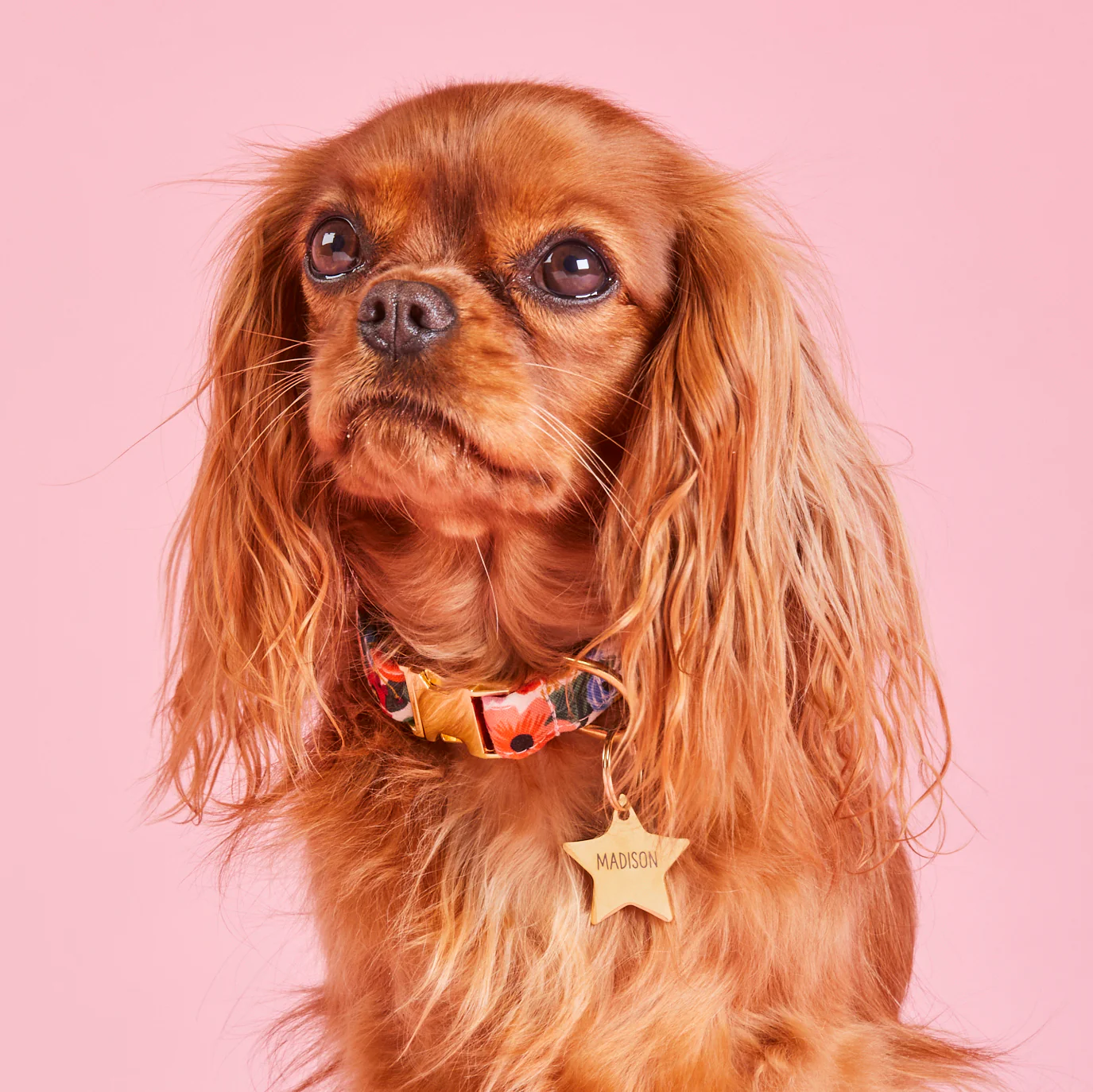 Star Pet ID Tag - Image 4