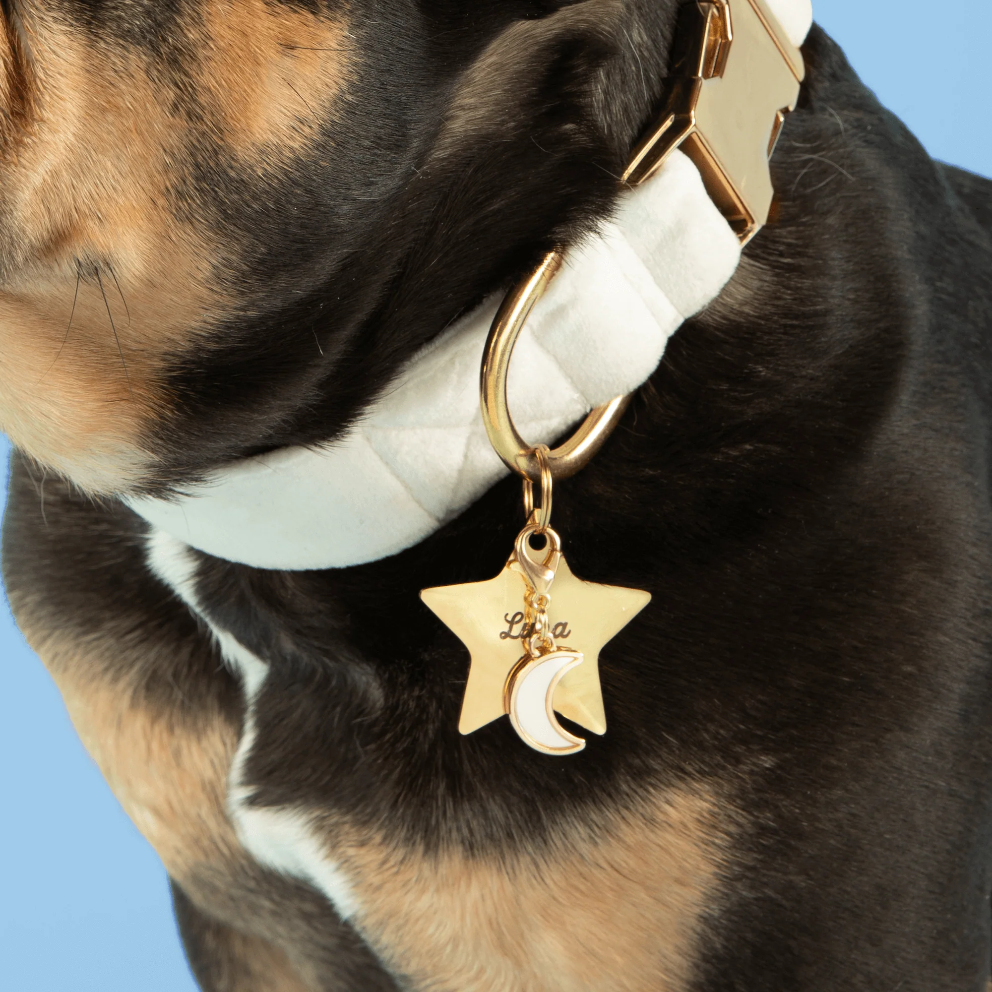 Star Pet ID Tag - Image 5