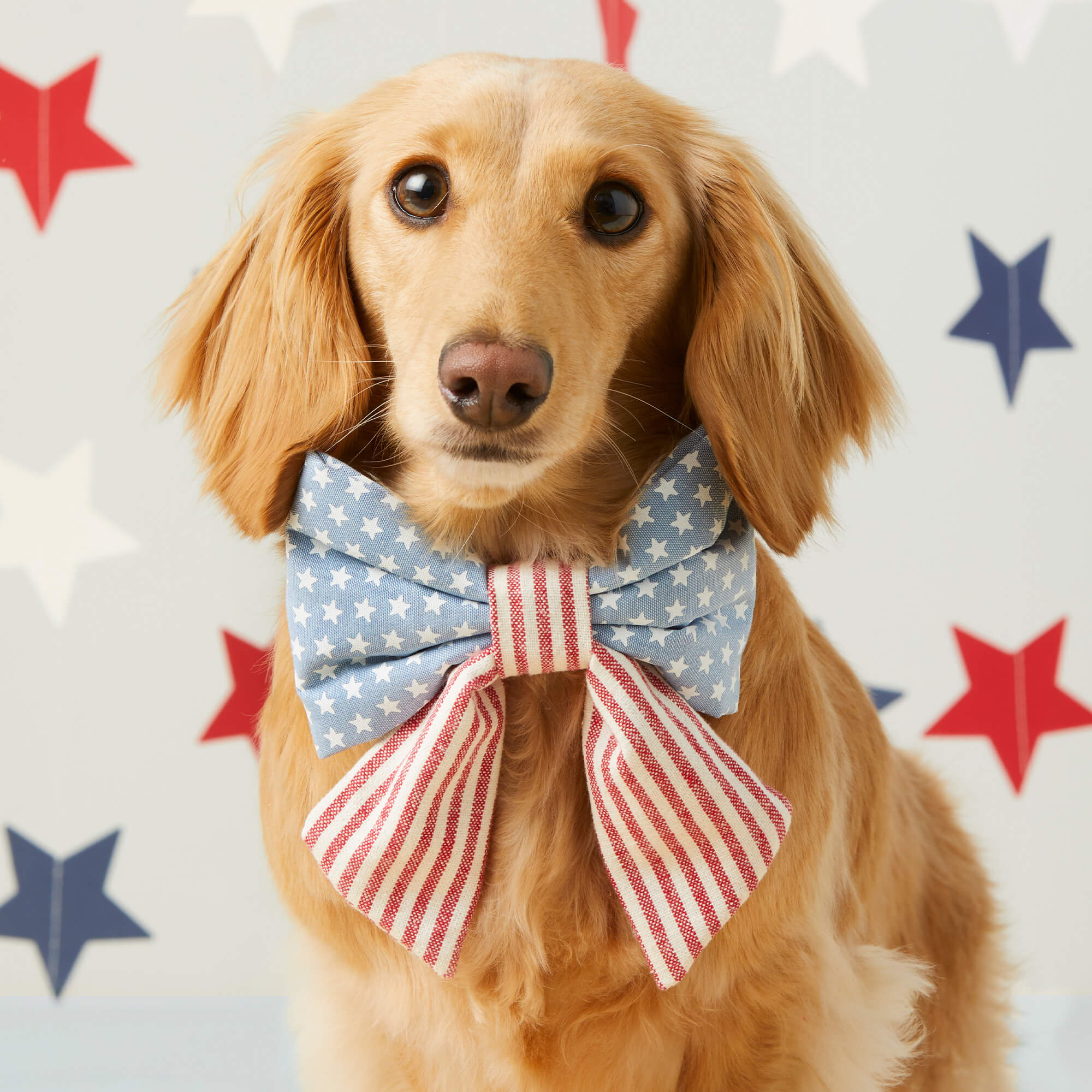 Stars and Stripes Lady Bow Collar - Image 4