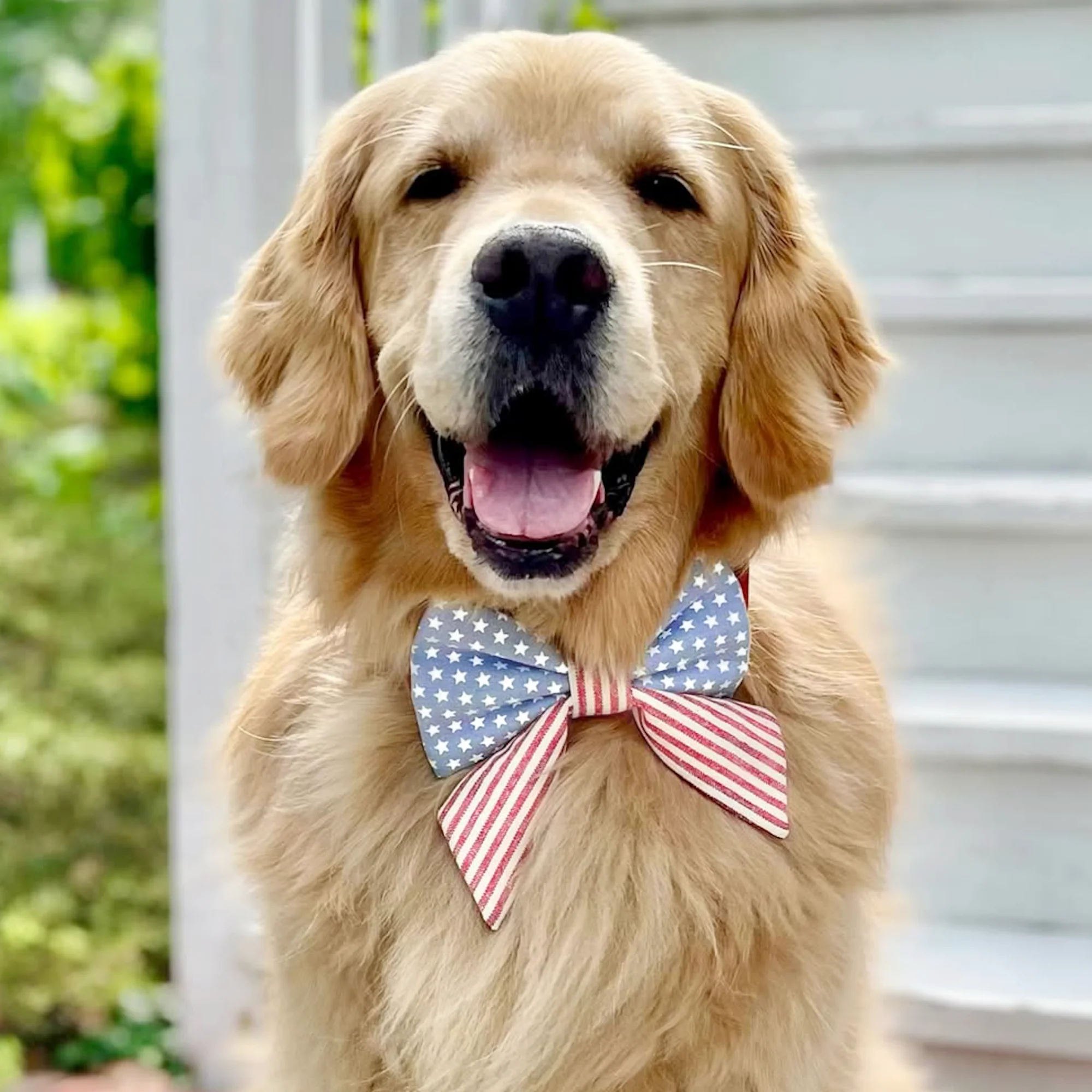 Stars and Stripes Lady Bow Collar - Image 9